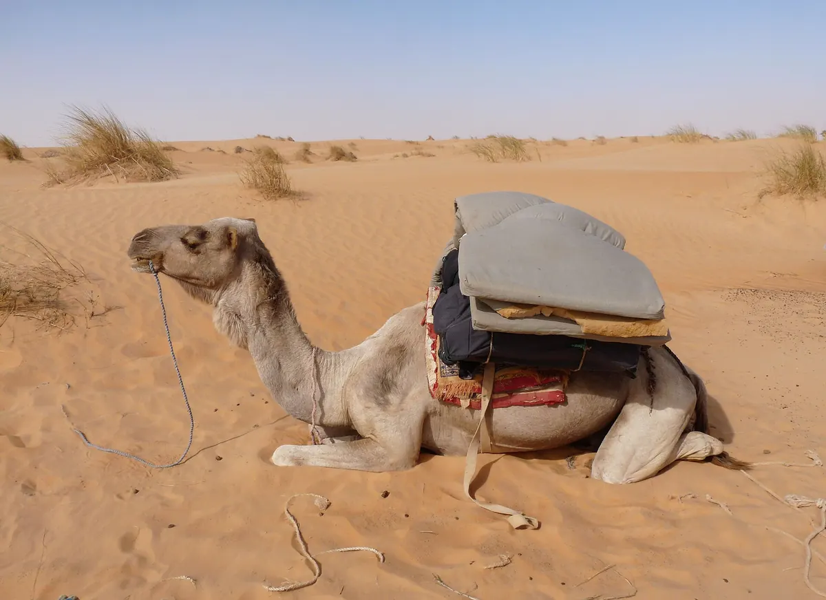 جمل بارك على الرمال في آدرار