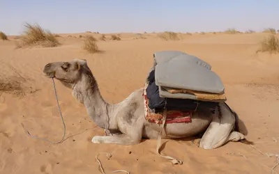 جمل بارك على الرمال في آدرار