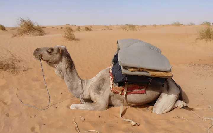 جمل بارك على الرمال في آدرار