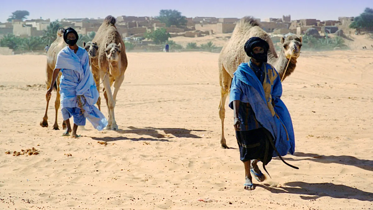 رجال مع جمالهم في شنقيط