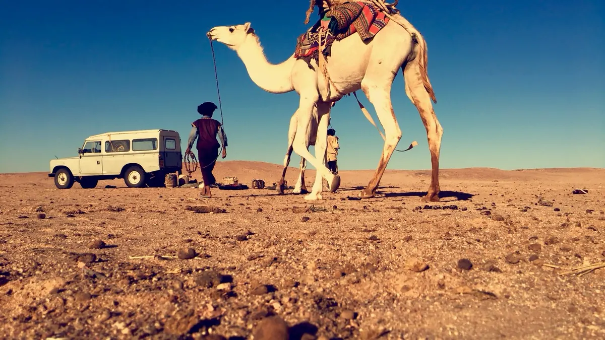راعٍ صغير مع جمل قرب سيارة في منطقة الزمور شمال بئر أم اكرين