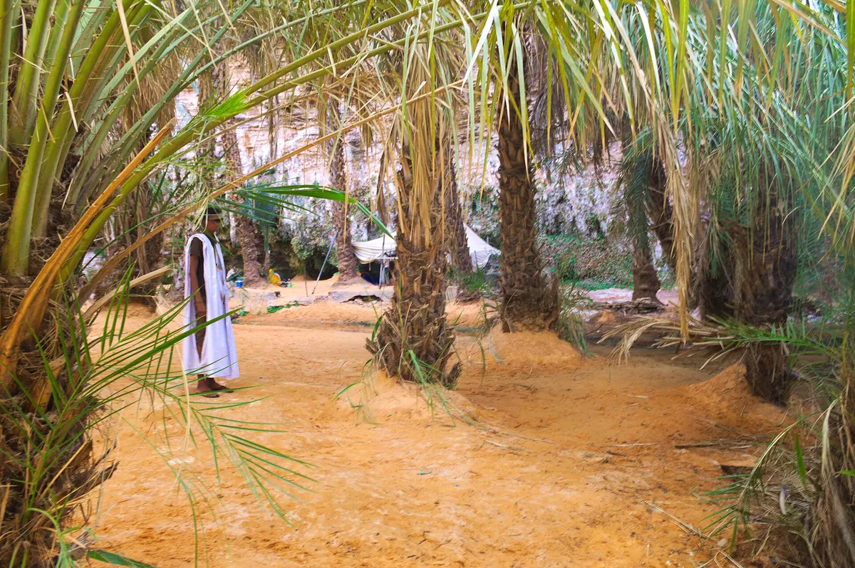 ظلال النخيل في واحة ترجيت